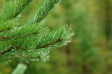 Morning in the forest - dew drops on needles of spruce branches