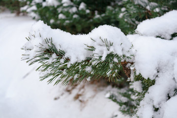 Spruce branch under snow close up, side view