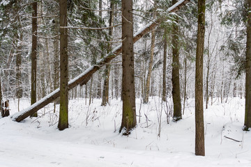 Winter forest landscape with fallen tree in the foreground