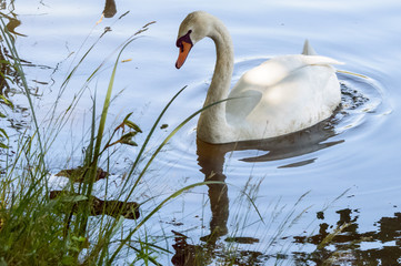 Fototapeta premium Beautiful photograph of a white swan at the edge of the lake