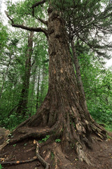 tall pine lake baikal