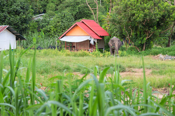 Elephant eating grass