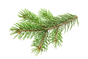 Fir tree branch isolated on white background