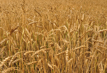 toned agricultural background. autumn landscape - a golden field of rye, close up