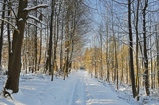 Rural winter scene, near Villingen-Schwenningen, Schwarzwald-Baar, Baden-Wurttemberg, Germany