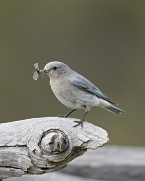 Female mountain bluebird (Sialia currucoides) with an insect, Yellowstone National Park, Wyoming