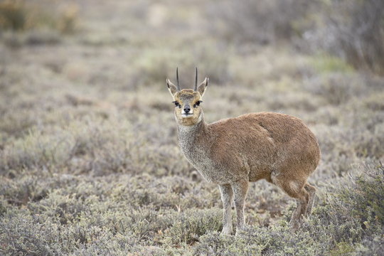 Male klipspringer (Oreotragus oreotragus), Karoo National Park