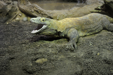 komodo dragon