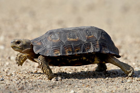 Speke's Hinged Tortoise (Kinixys spekii), Kruger National Park