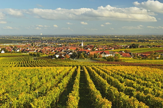 Vineyard landscape and Maikammer village, German Wine Route, Rhineland-Palatinate, Germany