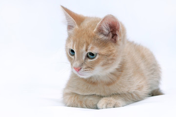 Red kitten on a light background