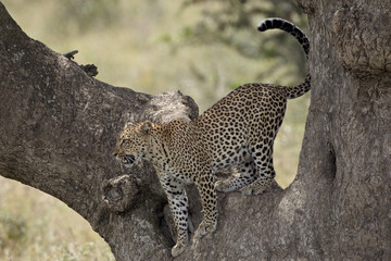 Leopard (Panthera pardus) descending from a tree, Serengeti National Park, Tanzania