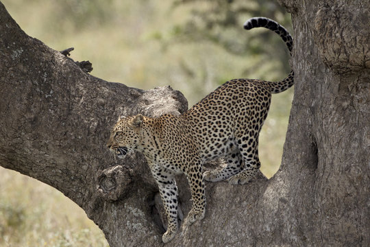 Leopard (Panthera pardus) descending from a tree, Serengeti National Park, Tanzania