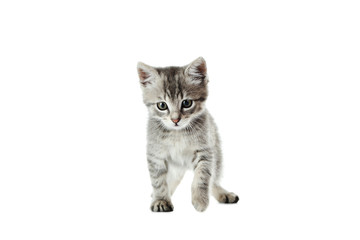 Beautiful cat isolated on white background