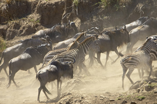 Blue wildebeest (brindled gnu) (Connochaetes taurinus) and Grant's zebra (Plains zebra) (Common zebra) (Equus burchelli boehmi) running up the bank after crossing the Mara River, Masai Mara National Reserve, Kenya