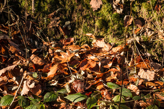 Fallen leaves