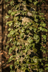 Ivy on a tree