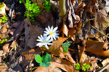Beauty Among the Fallen