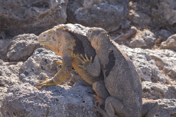Land Iguana Twosome, Galapagos