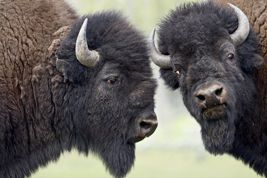 Two bison (Bison bison) bulls facing off, Yellowstone National Park, Wyoming