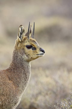 Male klipspringer (Oreotragus oreotragus), Karoo National Park