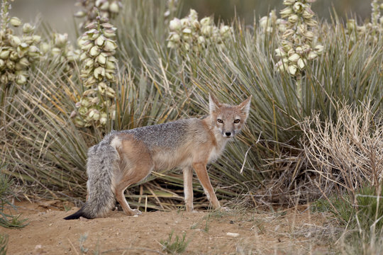 Swift fox (Vulpes velox) vixen at her den, Pawnee National Grassland, Colorado