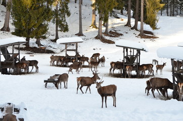 Wintergatter