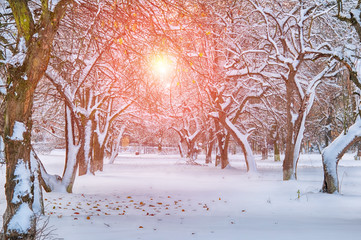 garden in snow