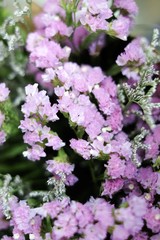 Obraz premium Statice flower boutique with soft focus.