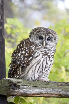 Barred owl (Strix varia) on fence, in captivity, Boulder County, Colorado