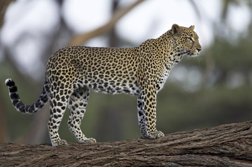 Leopard (Panthera pardus) standing on log, Samburu Game Reserve, Kenya