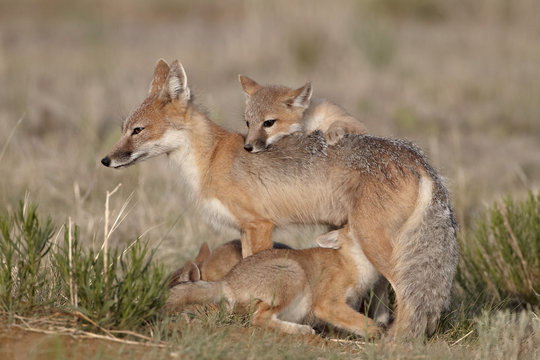 Swift fox (Vulpes velox) vixen nursing three kits, Pawnee National Grassland, Colorado