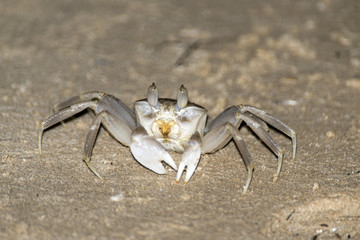Crab crawling on the sand beach in Oman Salalah Nature Background 3