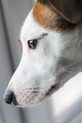 Jack Russell