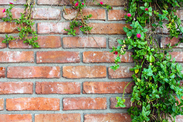 Red brick wall with climbing plants