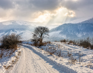 lonely tree in stormy weather in mountains