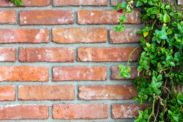 Red brick wall with climbing plants