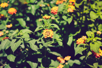 Closeup on Lantana flower colorful outdoor background