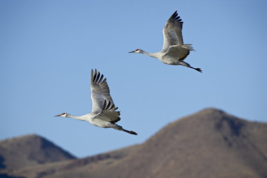 Two sandhill crane (Grus canadensis) in flight, Bosque Del Apache National Wildlife Refuge, New Mexico