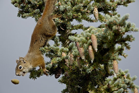 Red squirrel (spruce squirrel) (Tamiasciurus hudsonicus), Denali National Park and Preserve, Alaska