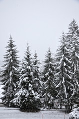 Obraz premium pine trees in forest heavy with snow 