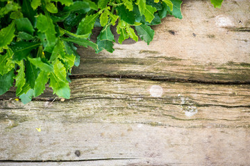 Old, dirty wooden board with green leaves on the corner