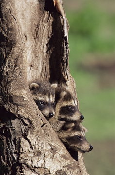 Raccoons (Racoons) (Procyon lotor), 41 day old young in captivity, Sandstone, Minnesota