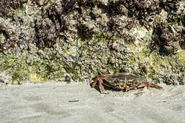 Crab crawling on the sand beach near rocks in Oman Salalah Nature Background 3