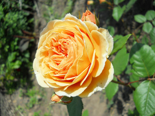 Orange rose grows on a bush