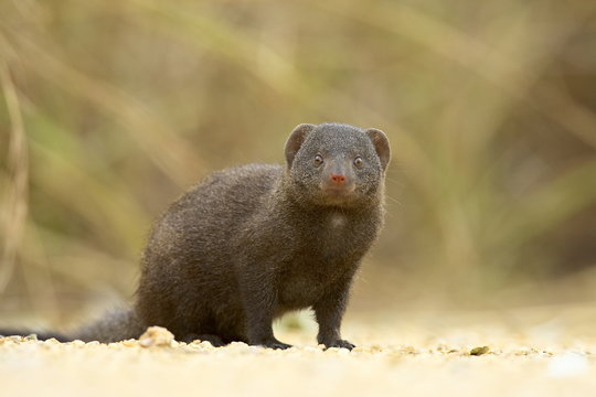 Dwarf mongoose (Helogale parvula), Kruger National Park