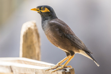 Hirtenmaina (acridotheres tristis)