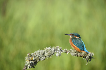 Kingfisher (Alcedo atthis)