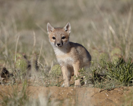 Swift fox (Vulpes velox) kit, Pawnee National Grassland, Colorado