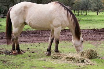 Obraz na płótnie Canvas Buckskin horse eating grass